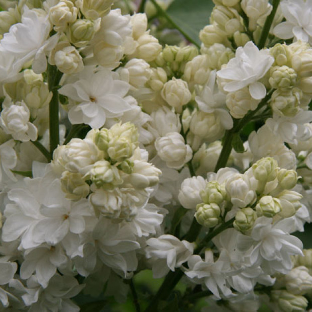 Фото 2. Сирень 