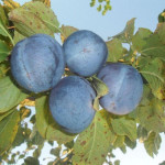 Миниатюра 1. Слива «Блю Фри» в каталоге СЦ Корекозево