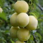 Миниатюра 1. Слива «Голден Плумза» в каталоге СЦ Корекозево