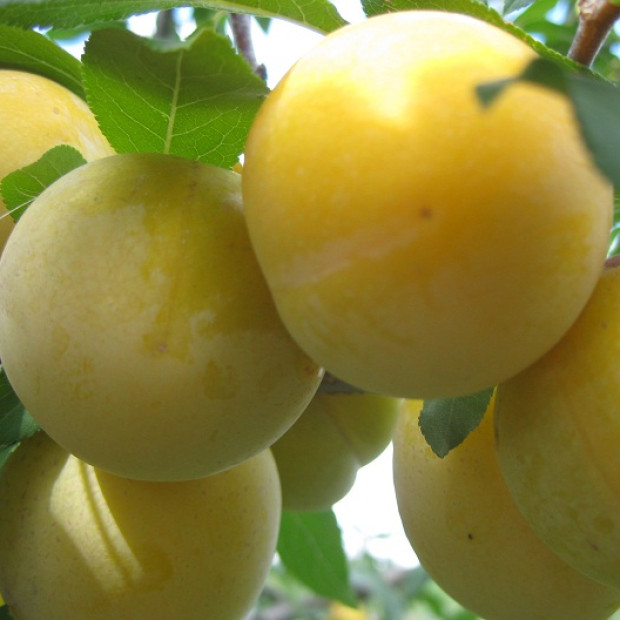 Фото 2. Слива «Голден Плумза» в каталоге СЦ Корекозево