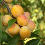 Миниатюра 1. Слива колоновидная «Мирабель» в каталоге СЦ Корекозево