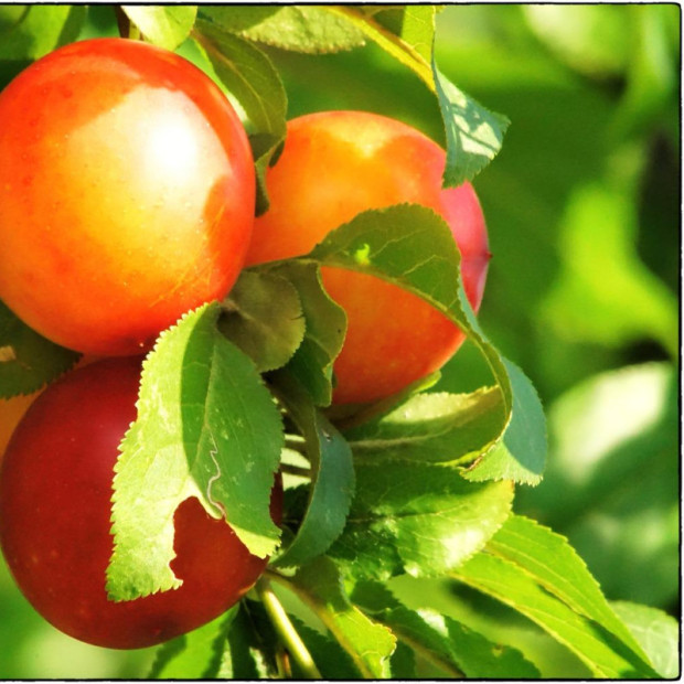 Фото 2. Слива колоновидная «Мирабель» в каталоге СЦ Корекозево