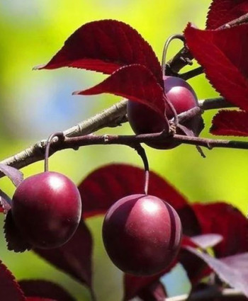 Слива краснолистная «Писсарди» (декоративно – плодовая) в каталоге СЦ Корекозево