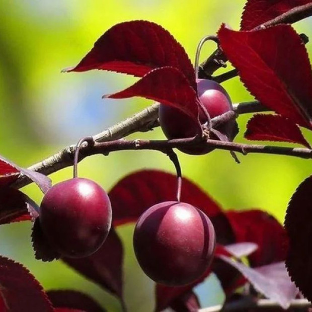 Фото 1. Слива краснолистная «Писсарди» (декоративно – плодовая) в каталоге СЦ Корекозево