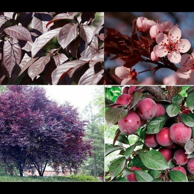 Фото 2. Слива краснолистная «Писсарди» (декоративно – плодовая) в каталоге СЦ Корекозево