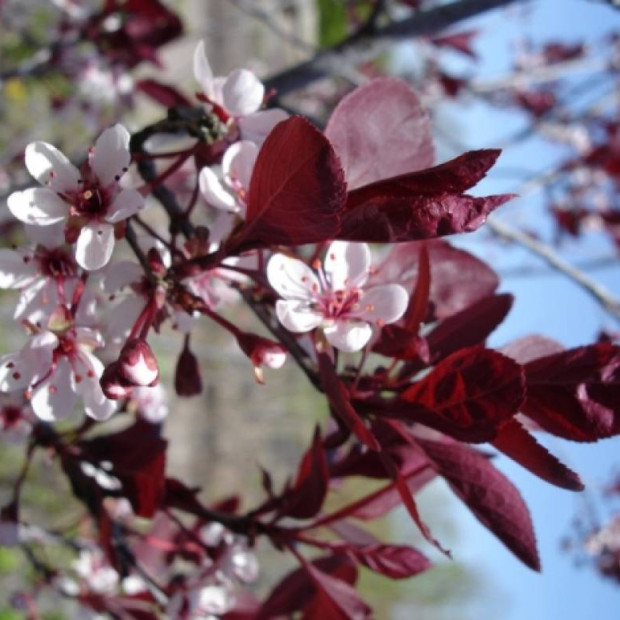 Фото 3. Слива краснолистная «Писсарди» (декоративно – плодовая) в каталоге СЦ Корекозево