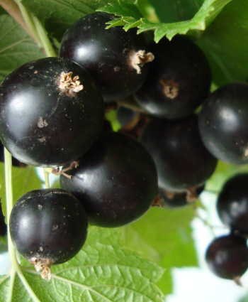 Смородина черная «Черный Жемчуг» в каталоге СЦ Корекозево