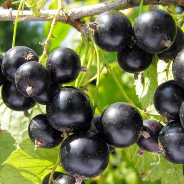 Фото 1. Смородина черная «Лентяй» в каталоге СЦ Корекозево