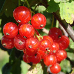 Миниатюра 1. Смородина красная «Сахарная» в каталоге СЦ Корекозево