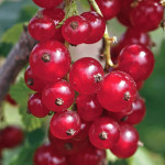 Миниатюра 1. Смородина красная «Щедрая» в каталоге СЦ Корекозево