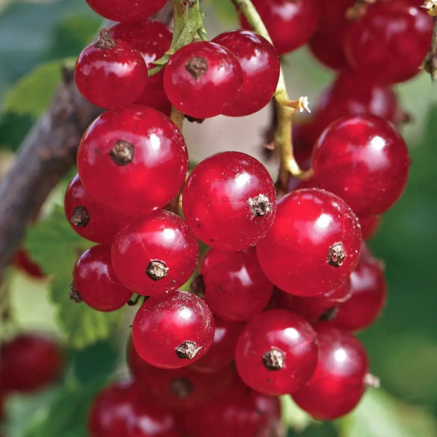 Фото 1. Смородина красная «Щедрая» в каталоге СЦ Корекозево