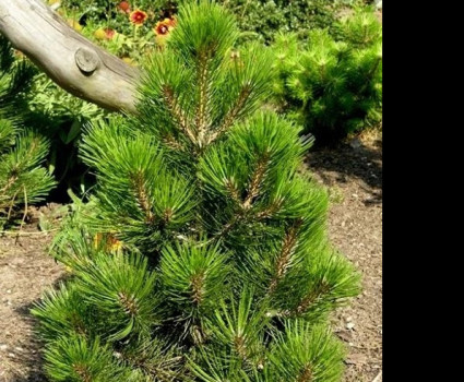 Сосна белокорая Malinki в каталоге СЦ Корекозево