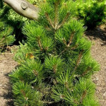 Миниатюра 1. Сосна белокорая 