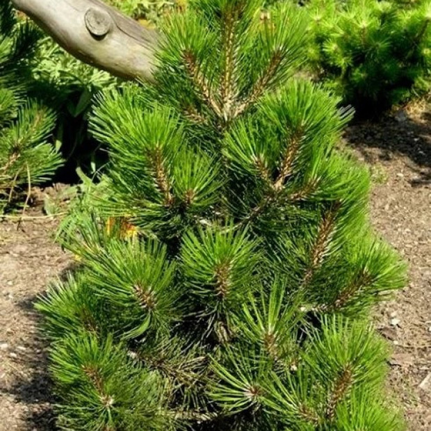 Фото 1. Сосна белокорая 