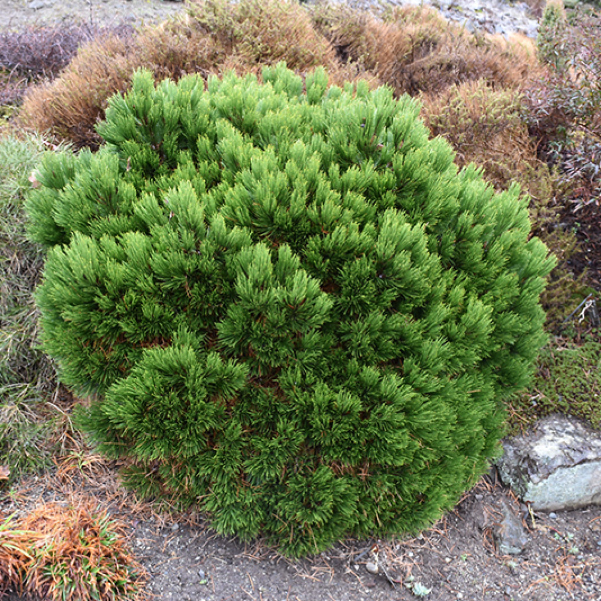 Сосна белокорая Schmidtii в каталоге СЦ Корекозево