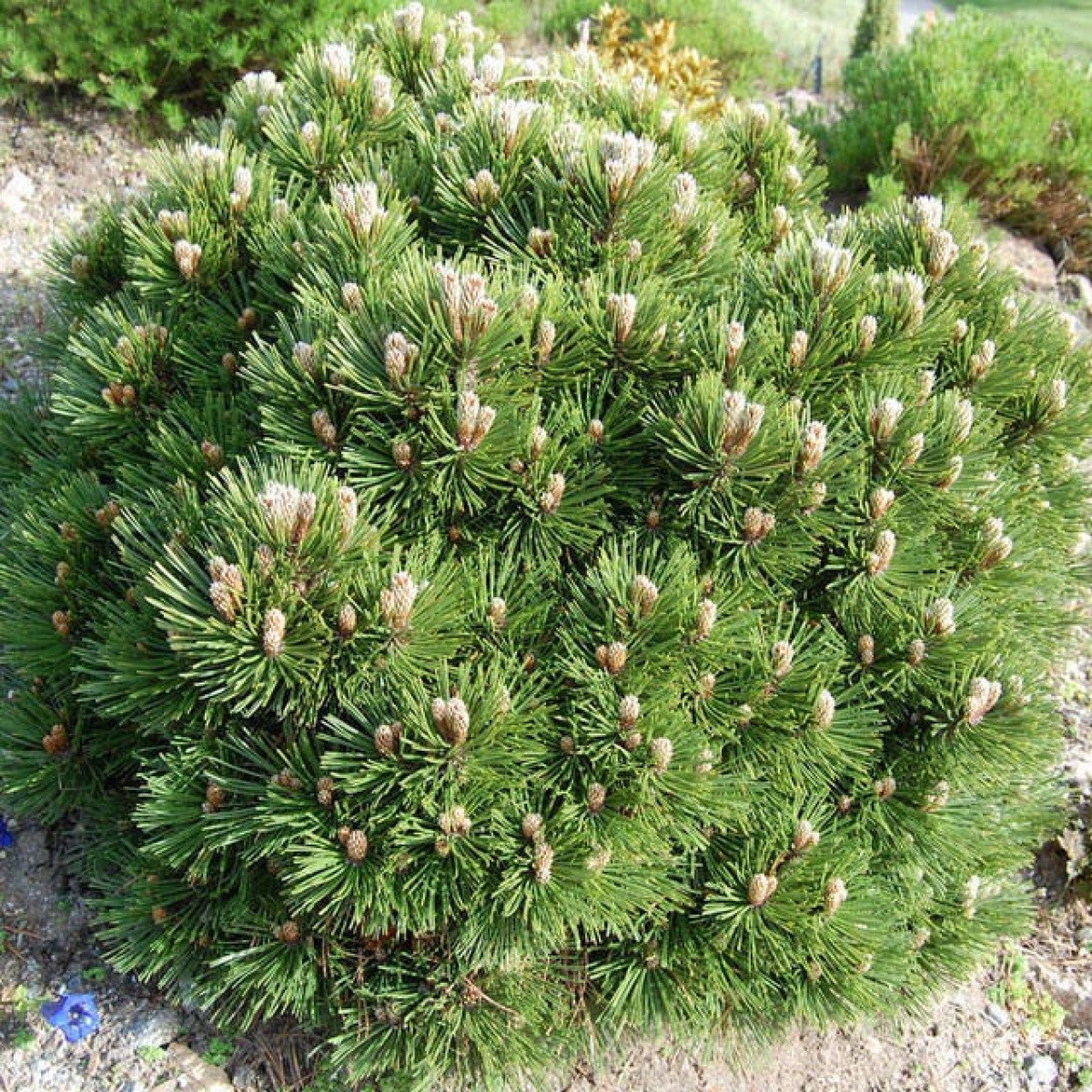 Сосна белокорая Schmidtii в каталоге СЦ Корекозево