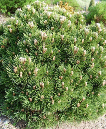 Сосна белокорая Schmidtii в каталоге СЦ Корекозево