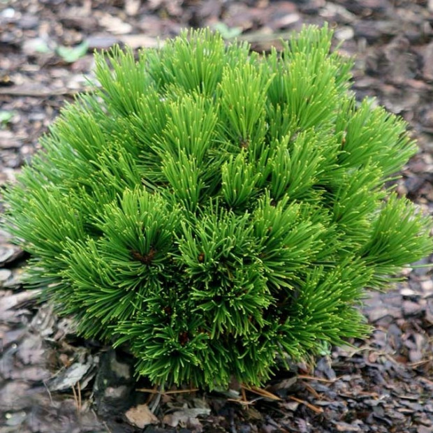 Фото 3. Сосна белокорая 