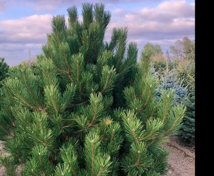 Сосна черная в каталоге СЦ Корекозево