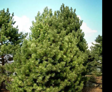 Сосна черная в каталоге СЦ Корекозево