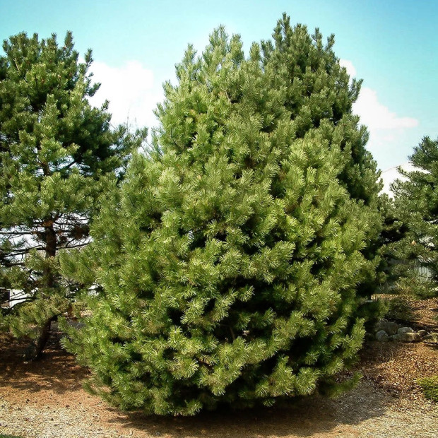 Фото 1. Сосна черная в каталоге СЦ Корекозево