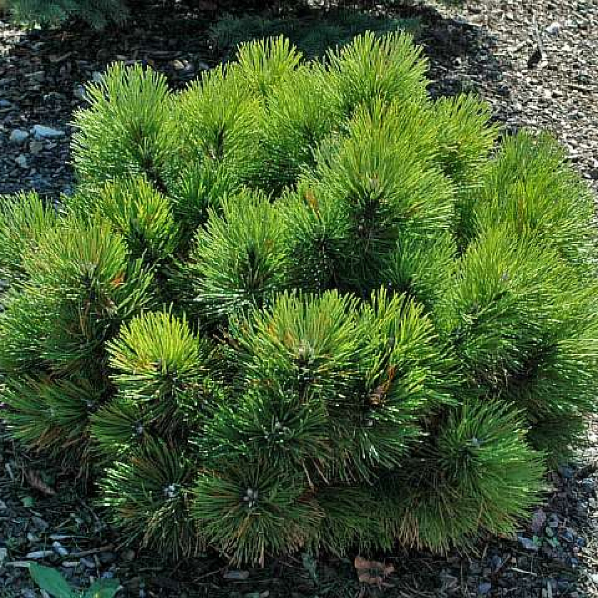 Сосна черная «Black Prince» в каталоге СЦ Корекозево