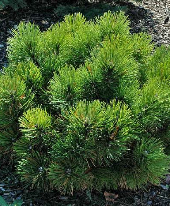 Сосна черная «Black Prince» в каталоге СЦ Корекозево