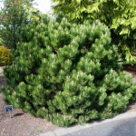 Миниатюра 2. Сосна черная «Black Prince» в каталоге СЦ Корекозево