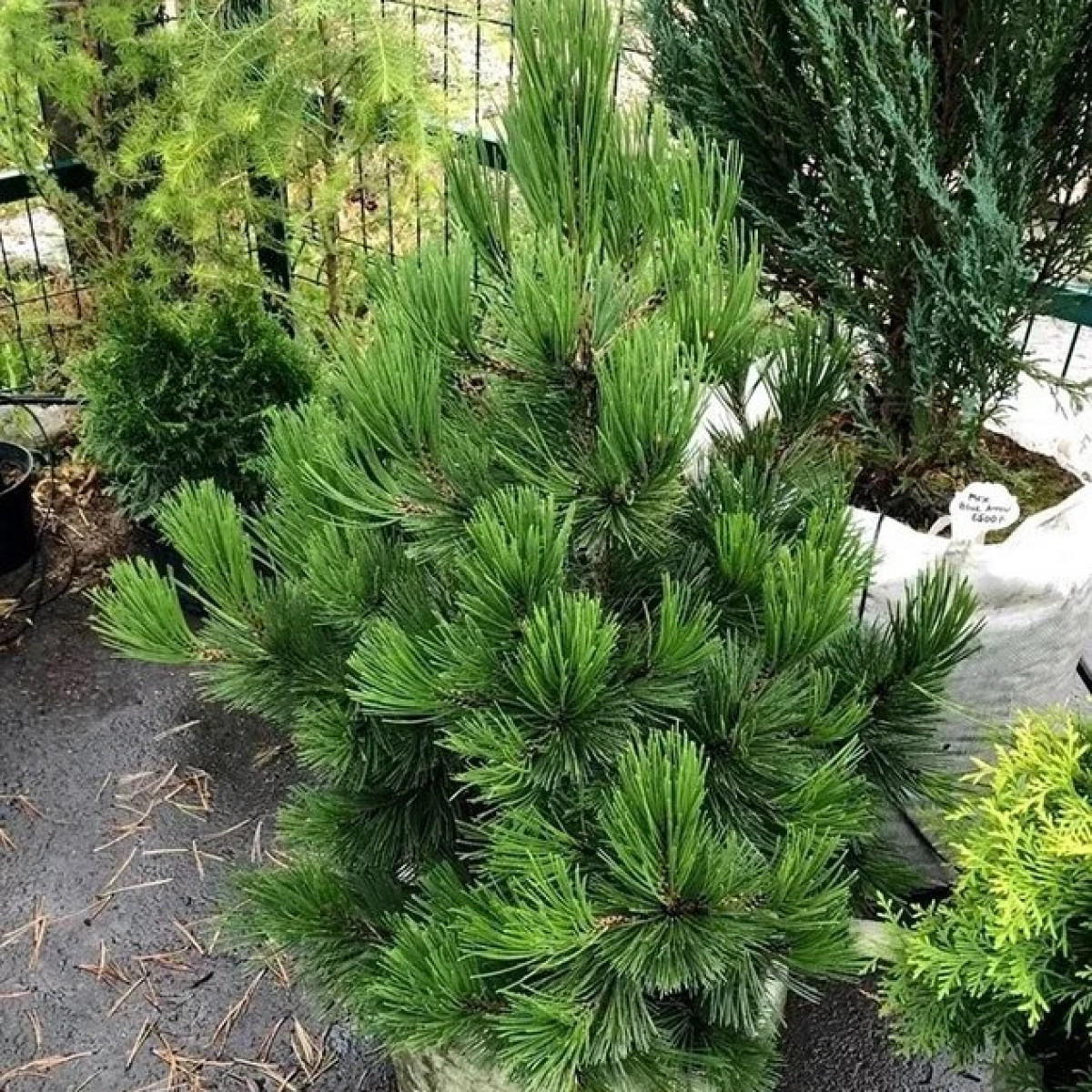 Сосна Гельдрейха Compact Gem в каталоге СЦ Корекозево