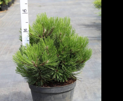 Сосна Гельдрейха Compact Gem в каталоге СЦ Корекозево