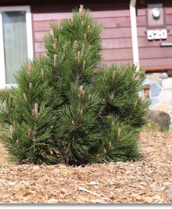 Сосна Гельдрейха Mint Truffle в каталоге СЦ Корекозево