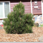 Миниатюра 3. Сосна Гельдрейха 