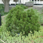 Миниатюра 2. Сосна Гельдрейха 