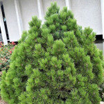 Миниатюра 1. Сосна Гельдрейха 