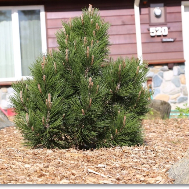 Фото 3. Сосна Гельдрейха 