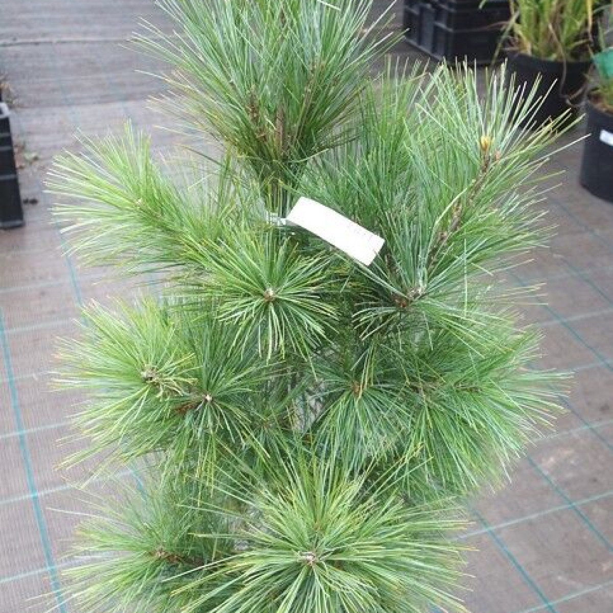 Сосна гималайская Densa Hill в каталоге СЦ Корекозево