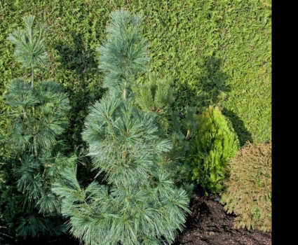 Сосна гималайская Densa Hill в каталоге СЦ Корекозево