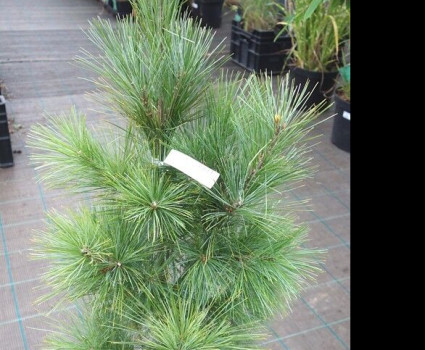 Сосна гималайская Densa Hill в каталоге СЦ Корекозево