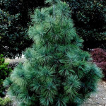 Миниатюра 2. Сосна гималайская 