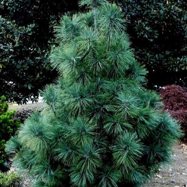 Фото 2. Сосна гималайская 