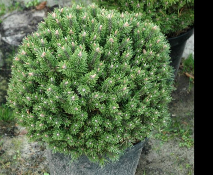 Сосна горная Benjamin в каталоге СЦ Корекозево