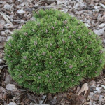 Миниатюра 4. Сосна горная 