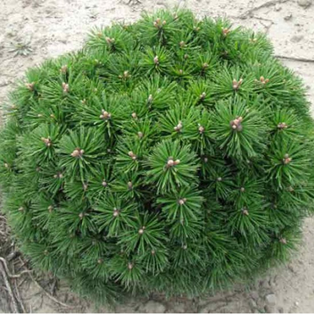 Фото 2. Сосна горная 