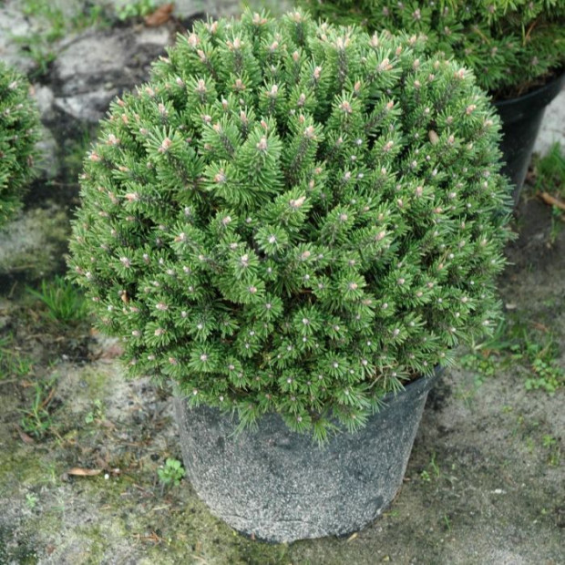 Фото 1. Сосна горная 