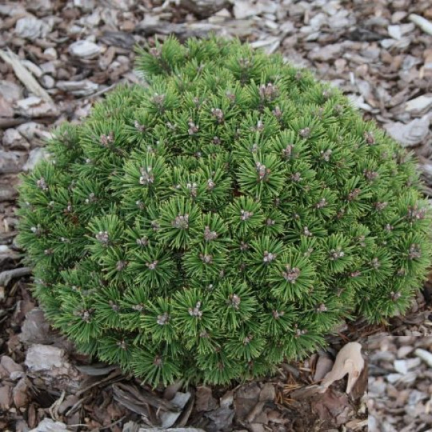 Фото 4. Сосна горная 