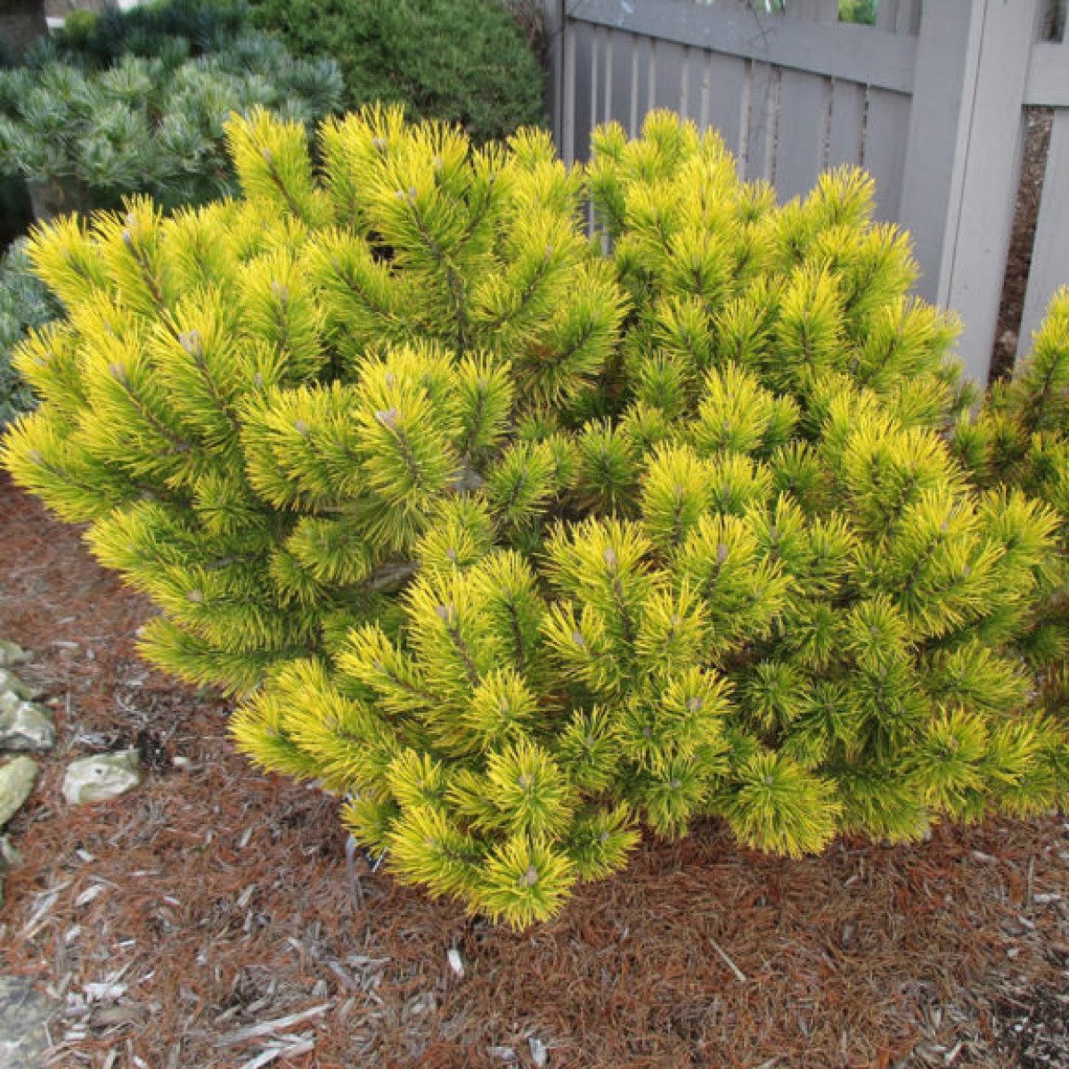 Сосна горная Carsten's Wintergold в каталоге СЦ Корекозево