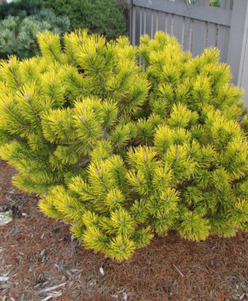 Сосна горная Carsten's Wintergold в каталоге СЦ Корекозево
