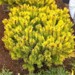 Миниатюра 3. Сосна горная 