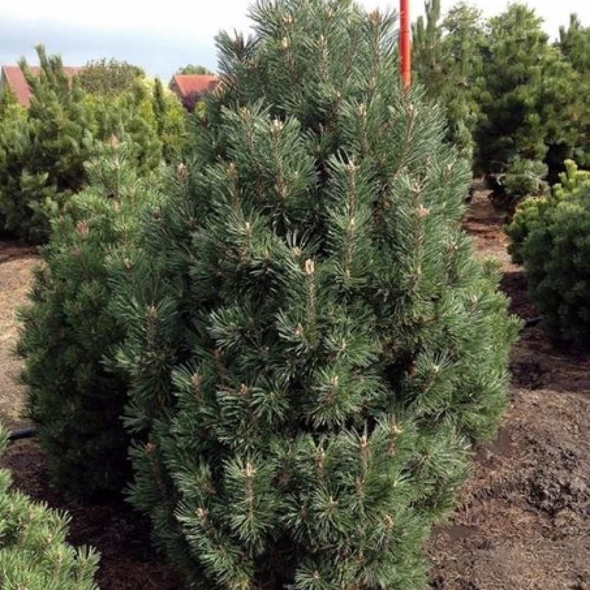 Сосна горная Columnaris в каталоге СЦ Корекозево