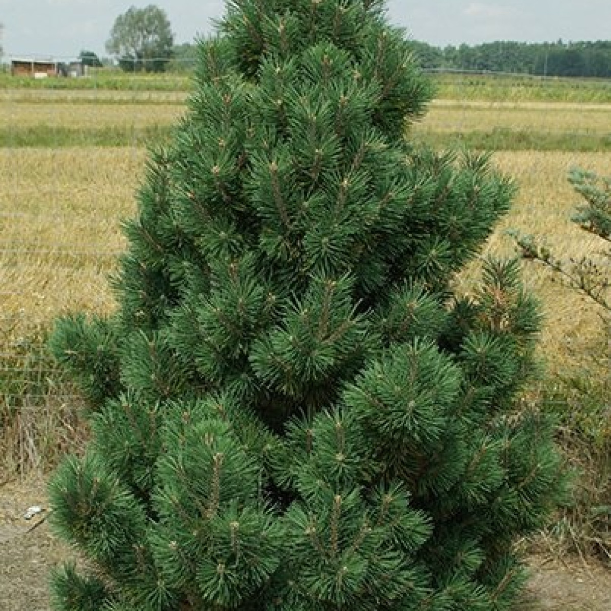 Сосна горная Columnaris в каталоге СЦ Корекозево